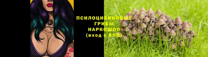 Псилоцибиновые грибы MAGIC MUSHROOMS  Выборг 